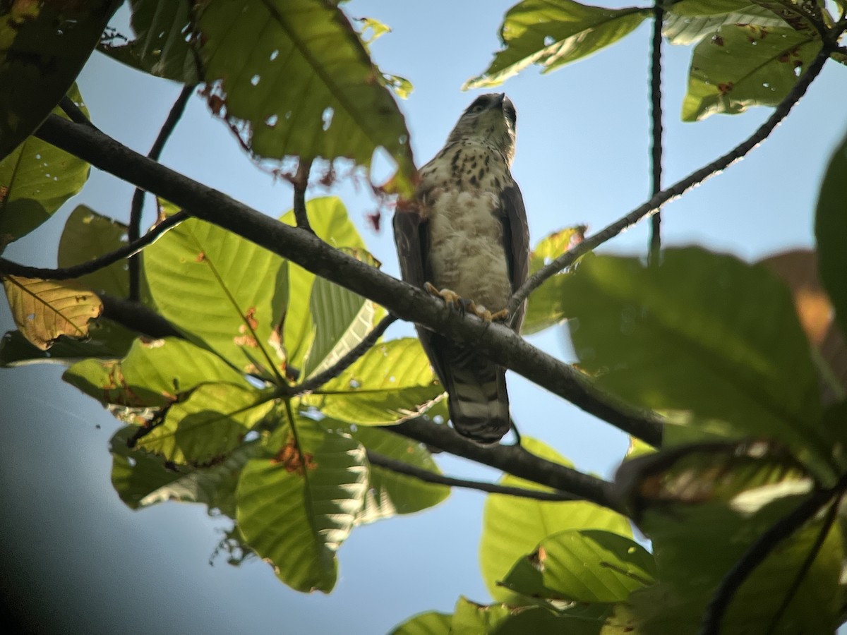 Sulawesi Hawk-Eagle - Jenny Bowman