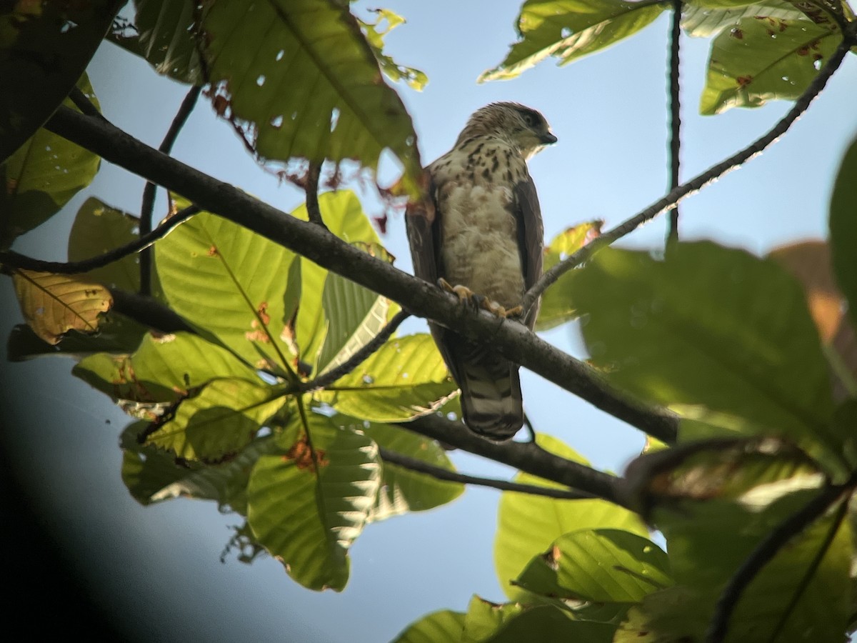 Sulawesi Hawk-Eagle - Jenny Bowman