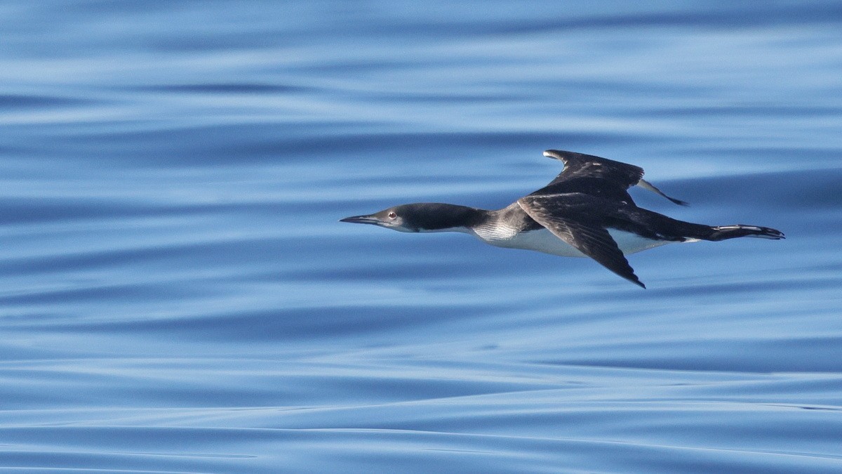 Pacific Loon - ML626892433