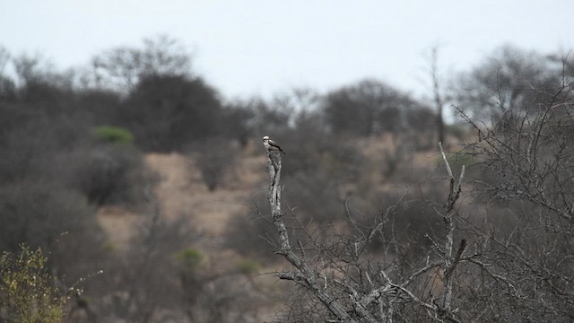 White-crowned Shrike - ML626892492