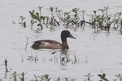 Tufted Duck - ML626892516