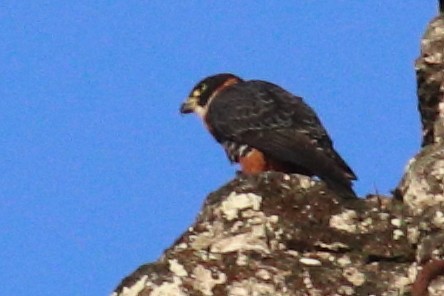 Orange-breasted Falcon - ML626892630