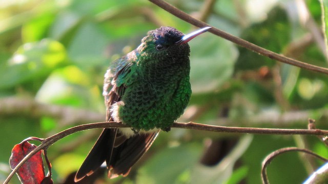 indigokronekolibri - ML626892691