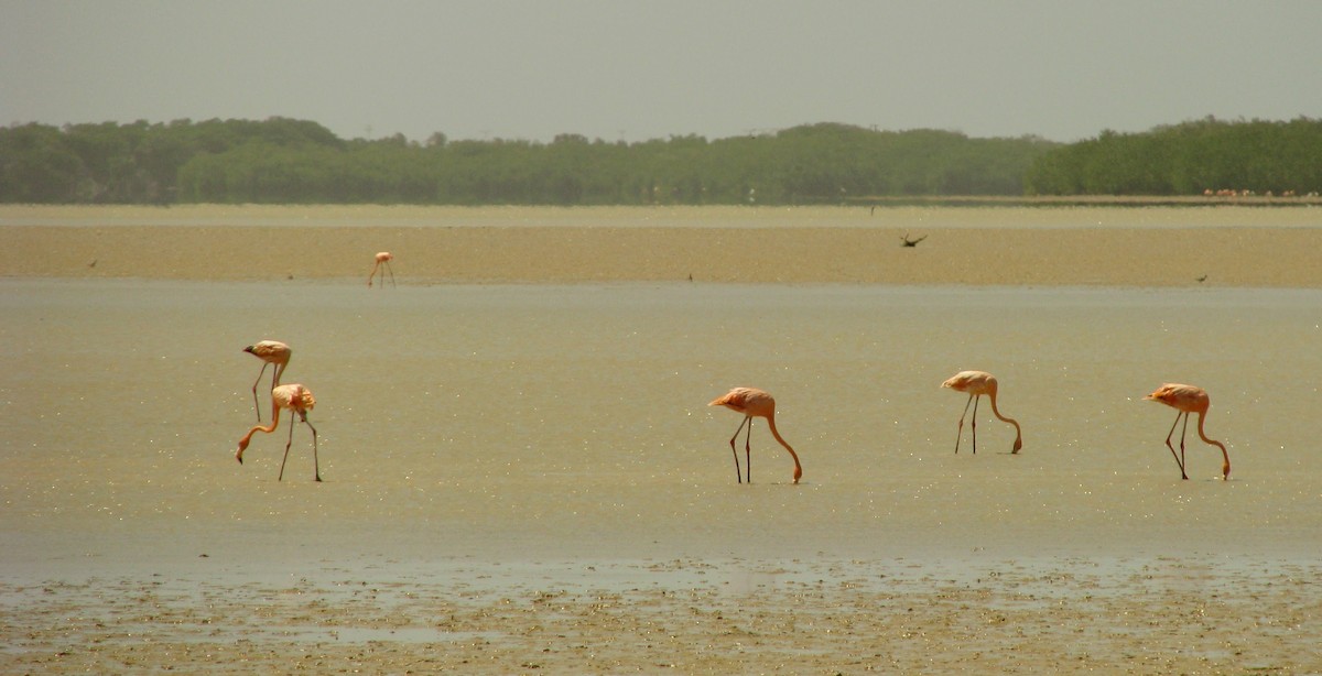 American Flamingo - ML626892708