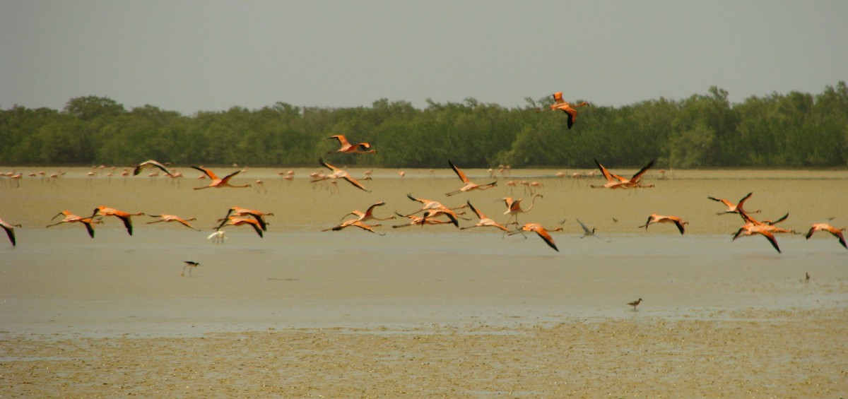 American Flamingo - ML626892709