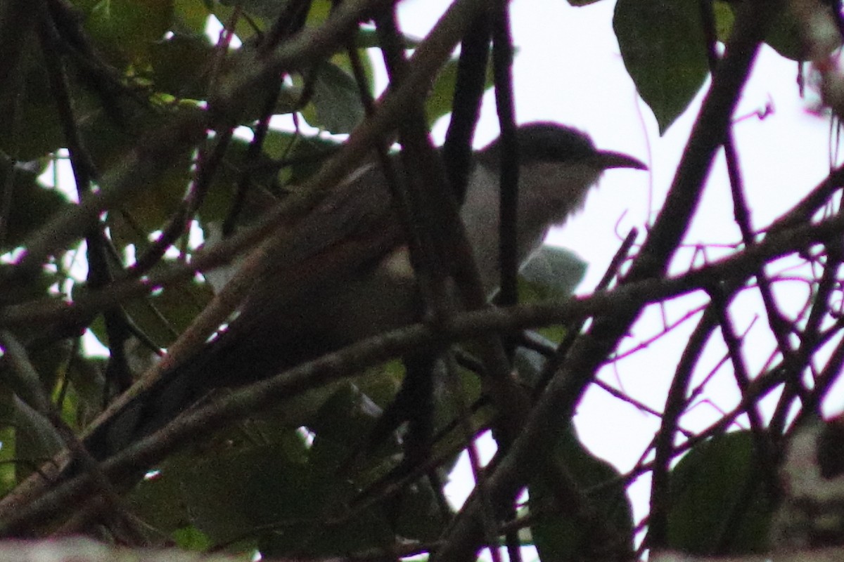 Yellow-billed Cuckoo - ML626892768