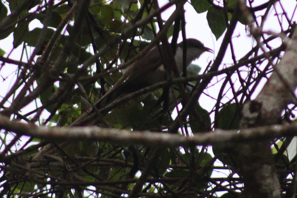 Yellow-billed Cuckoo - ML626892769