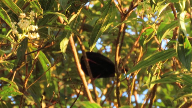 Golden-winged Manakin - ML626892805