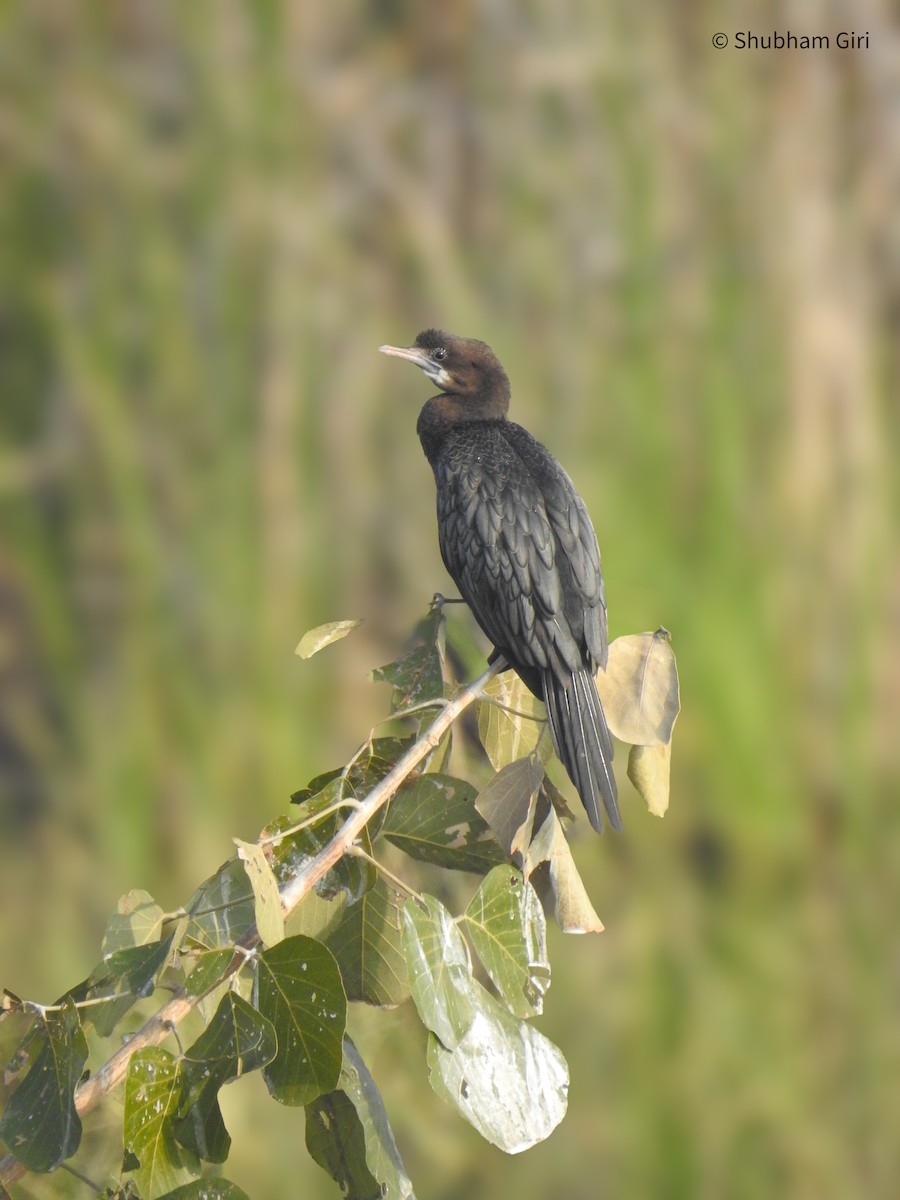 Little Cormorant - ML626893074