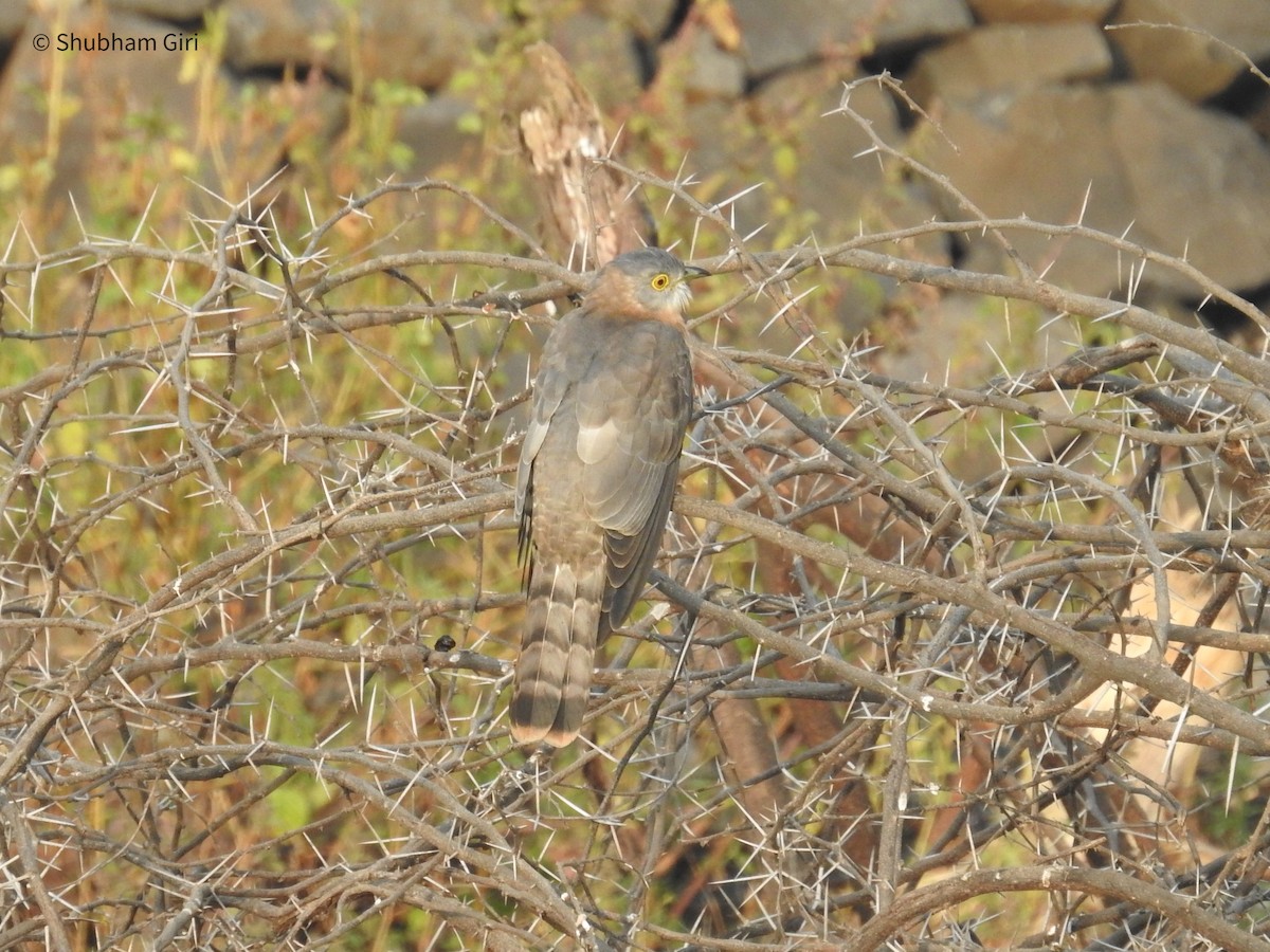 Common Hawk-Cuckoo - ML626893148