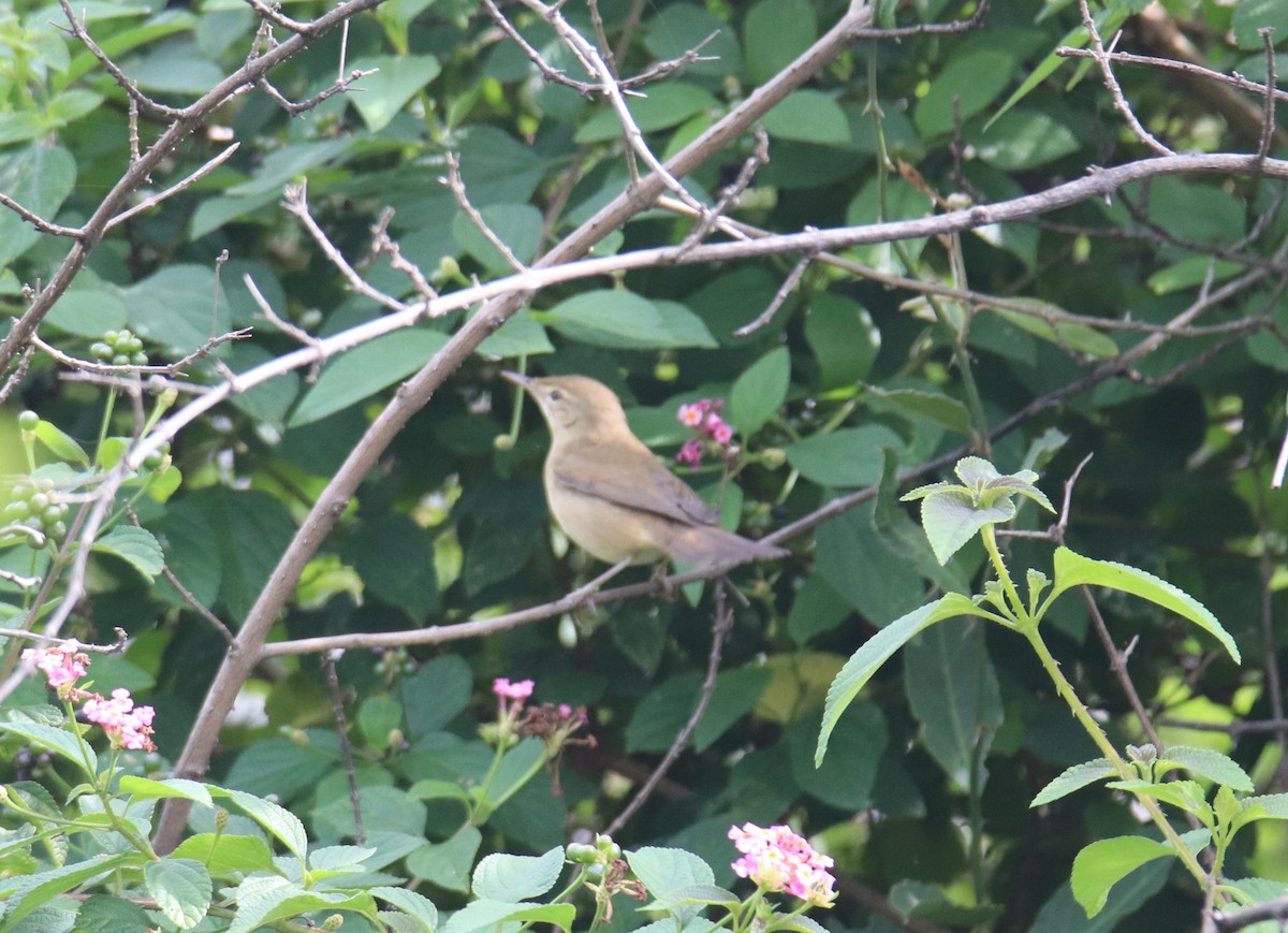 Бутны охил бялзуухай - ML626893260