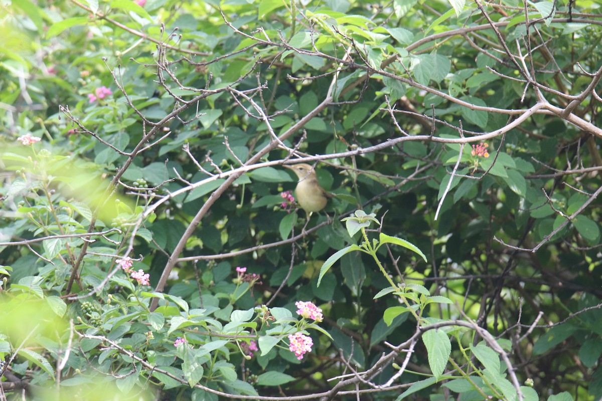 Бутны охил бялзуухай - ML626893264