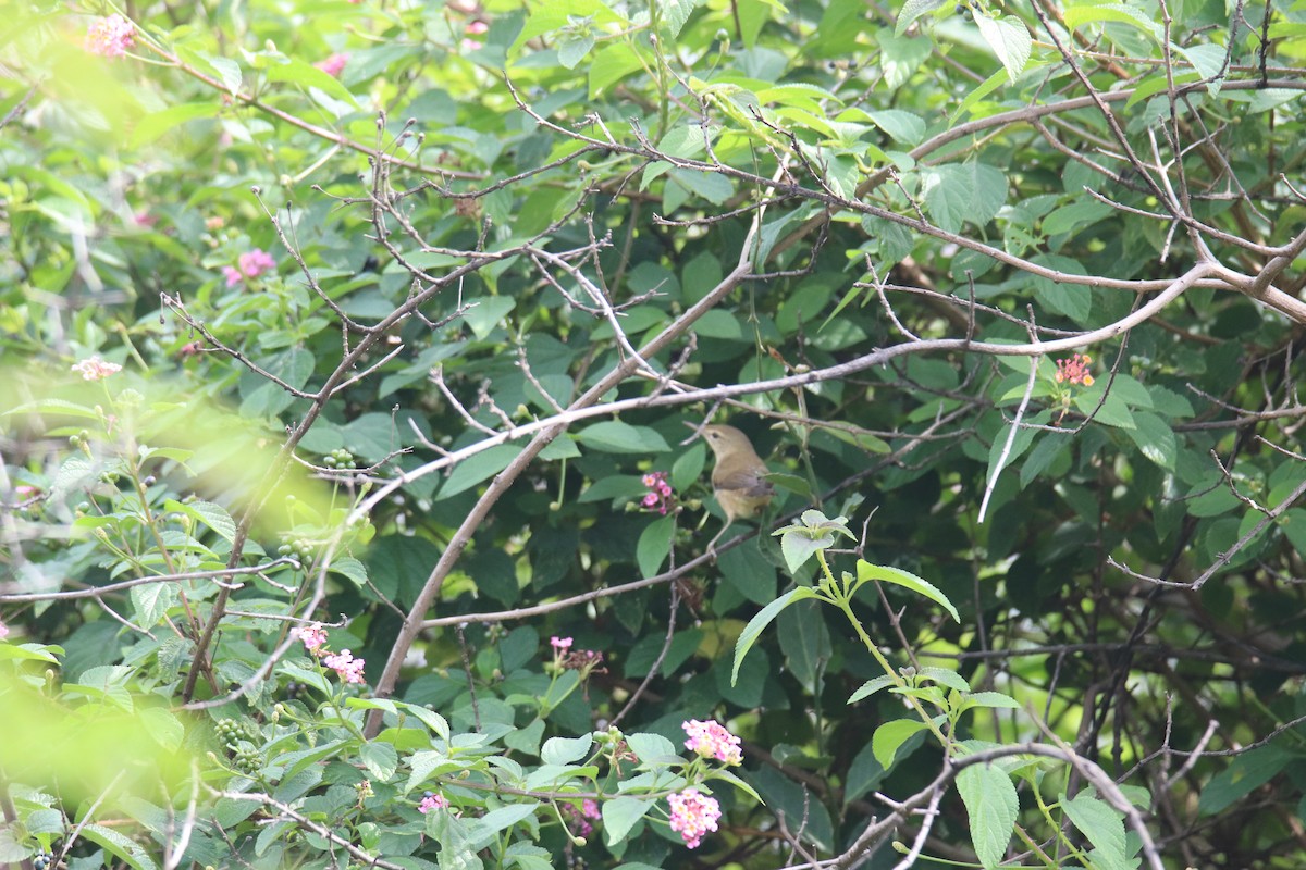 Бутны охил бялзуухай - ML626893265