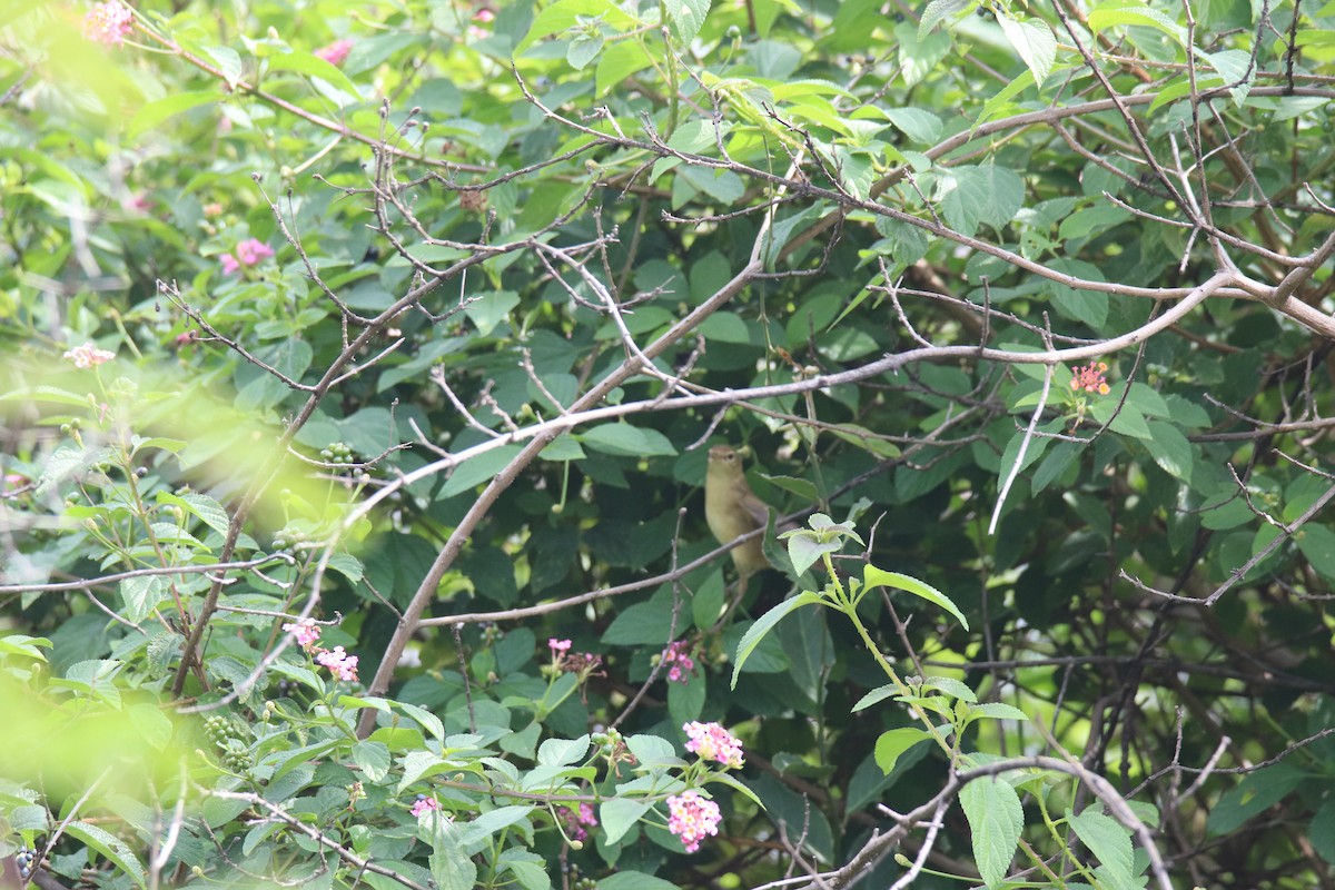 Бутны охил бялзуухай - ML626893266