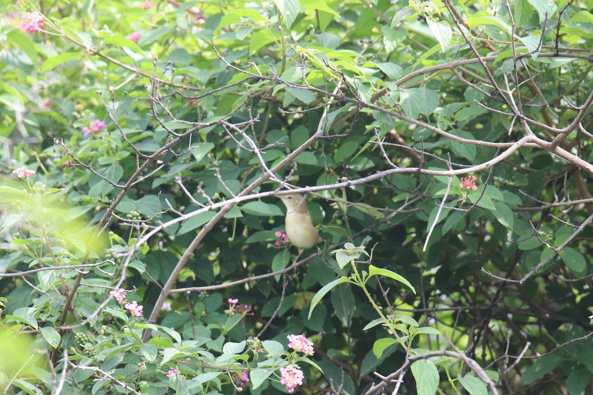 Бутны охил бялзуухай - ML626893267