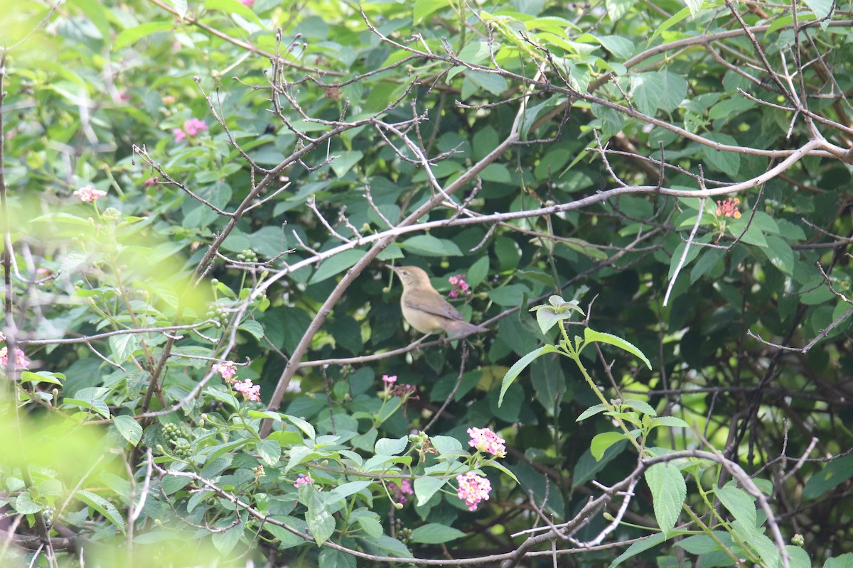 Бутны охил бялзуухай - ML626893268