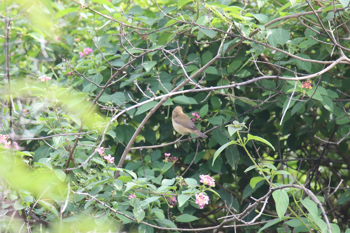 Бутны охил бялзуухай - ML626893269