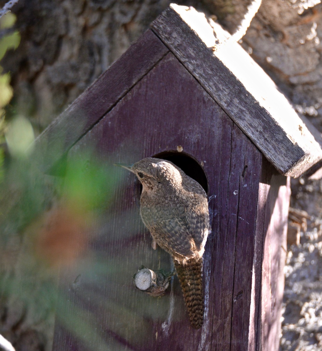 House Wren - ML62689351