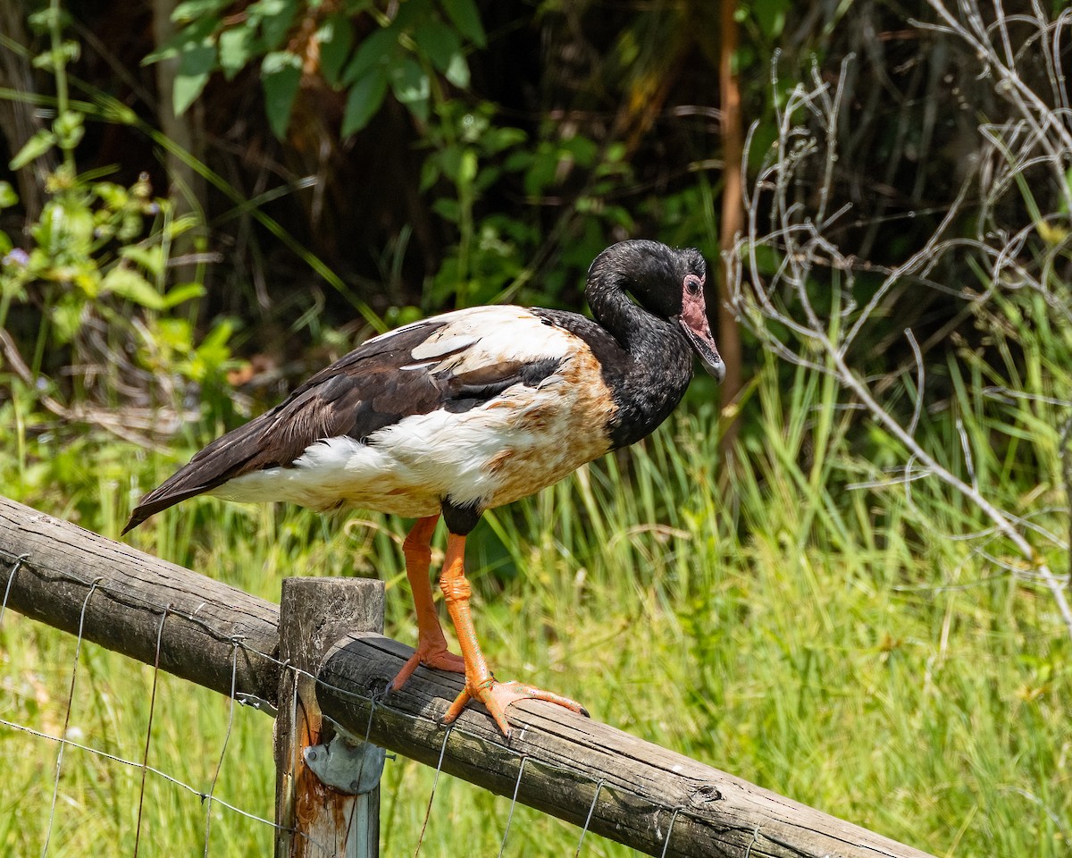 Magpie Goose - ML626893543