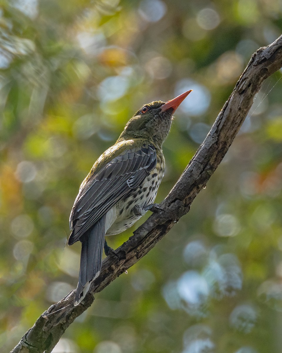 Olive-backed Oriole - ML626893547