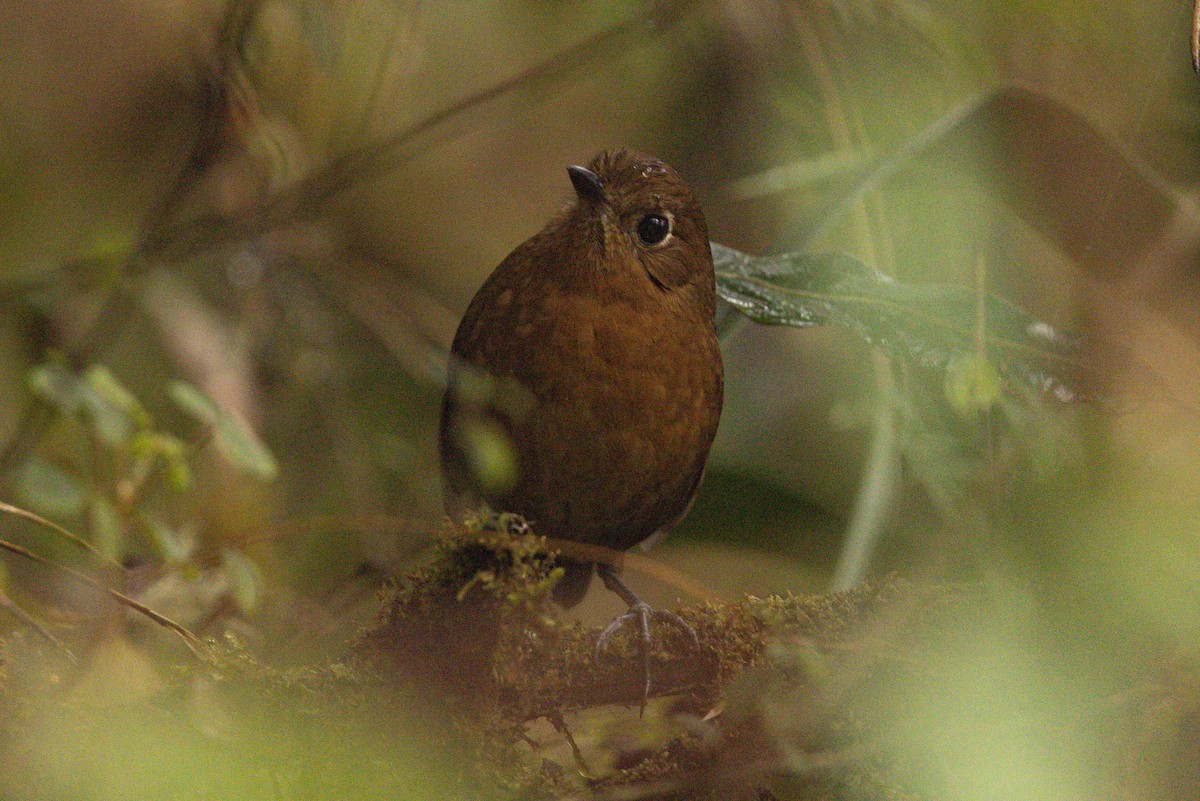Bolivian Antpitta - ML626893706