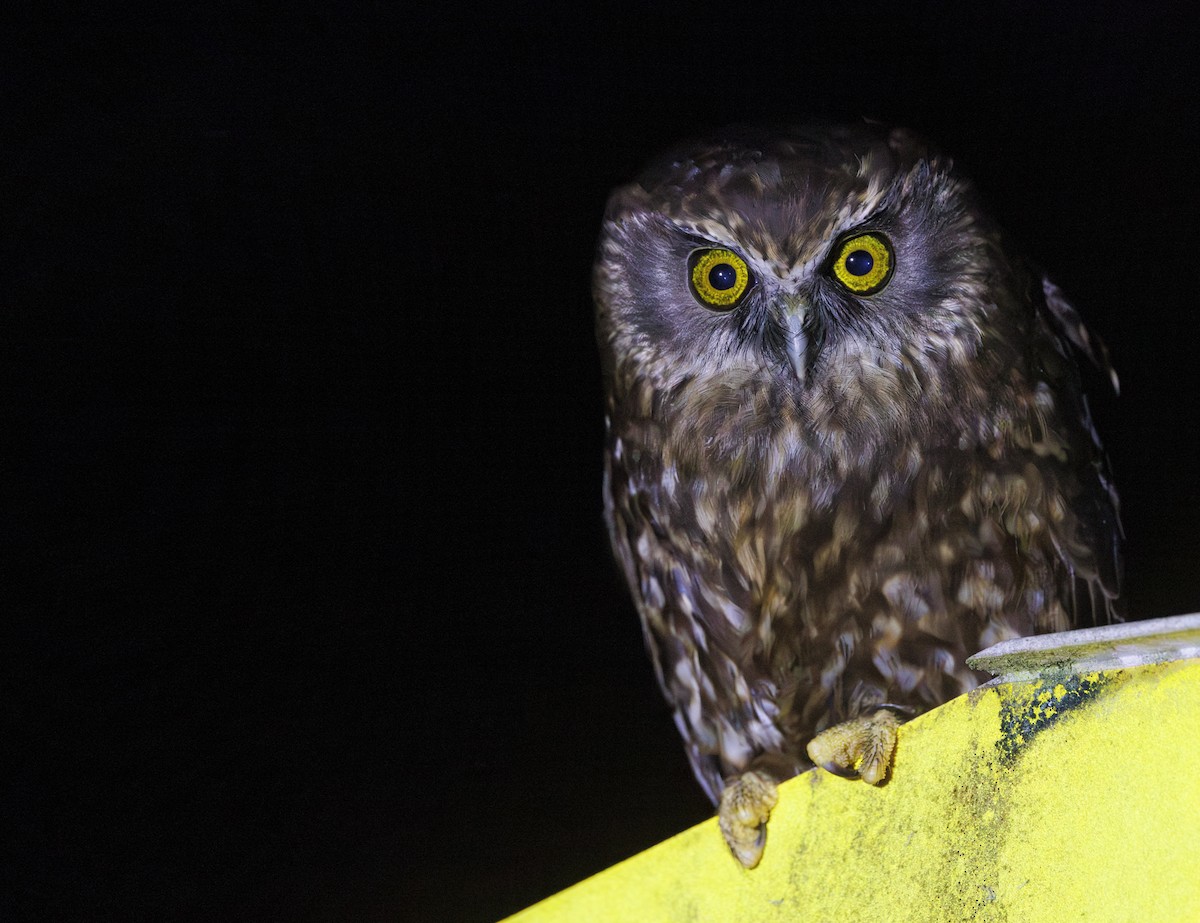 Morepork - ML626893926