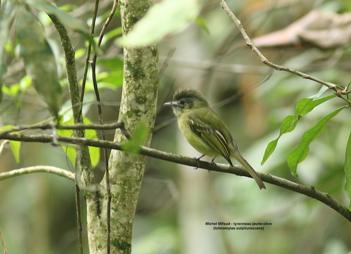 Yellow-olive Flatbill - ML626893988