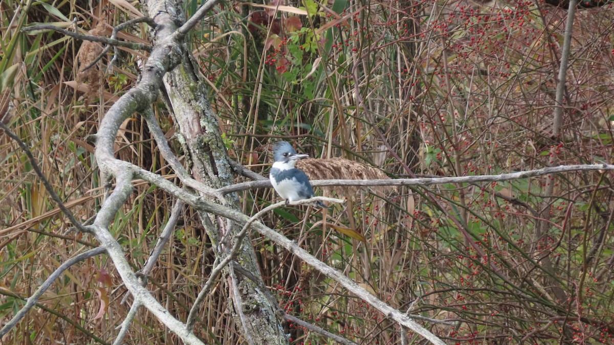 Belted Kingfisher - ML626894009
