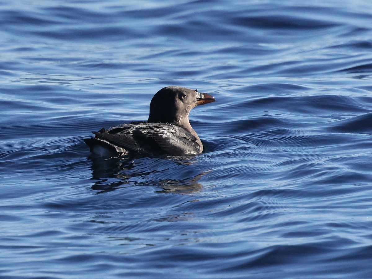 Rhinoceros Auklet - ML626894099