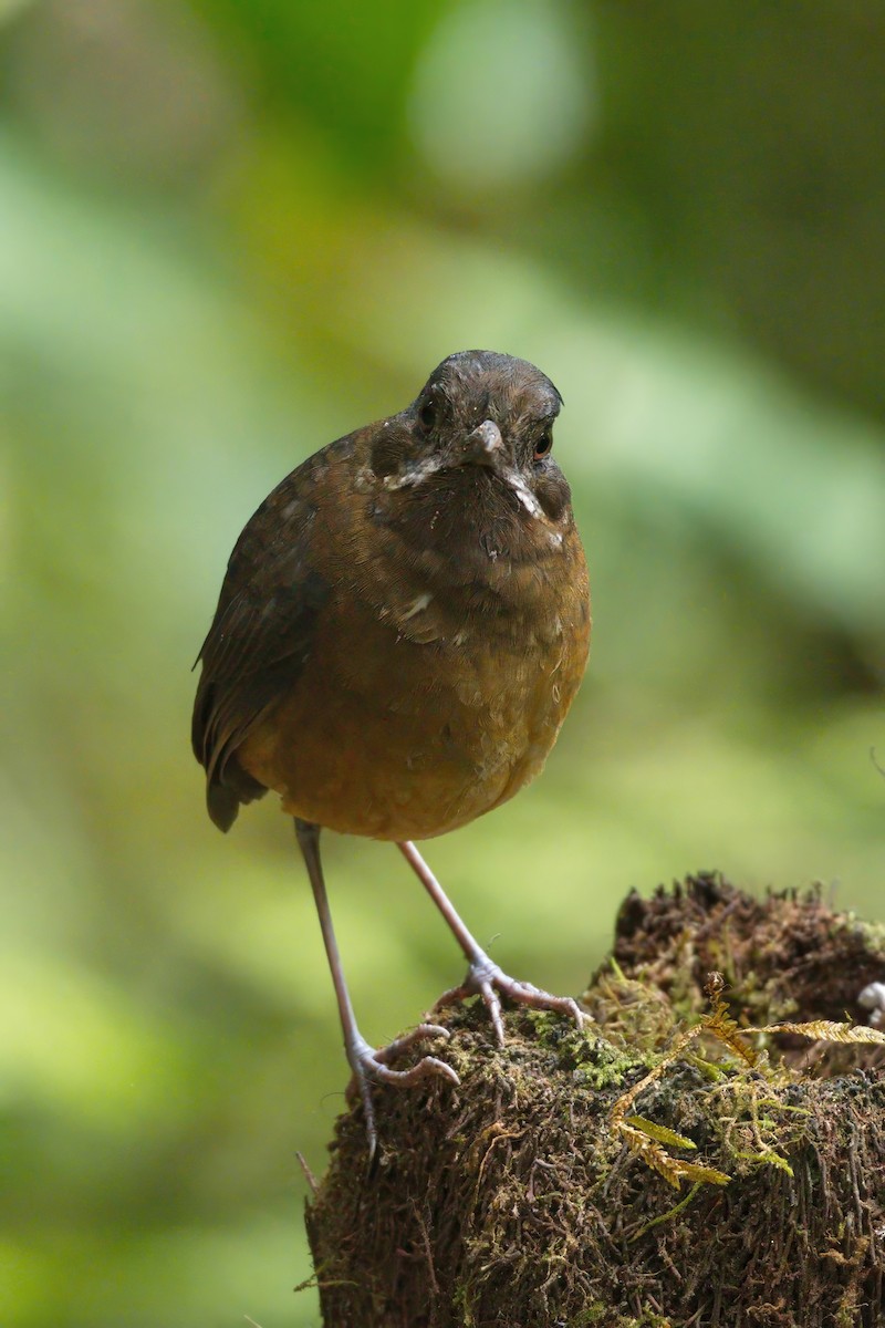 Moustached Antpitta - ML626894223