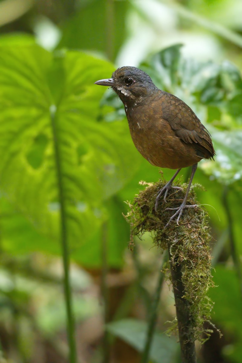 Moustached Antpitta - ML626894224