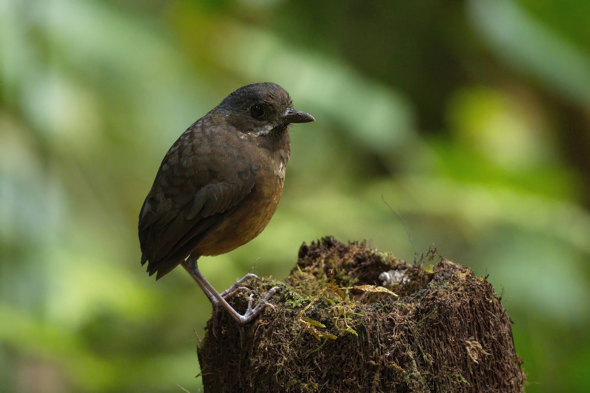 Moustached Antpitta - ML626894225