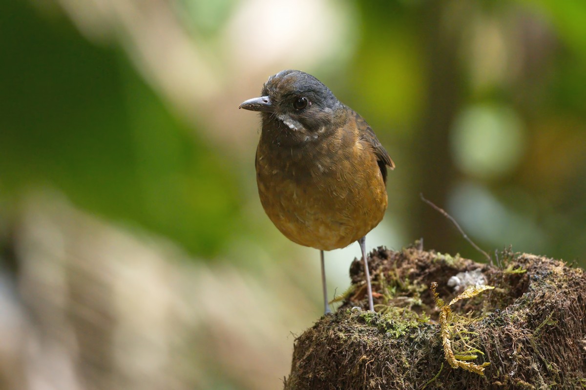 Moustached Antpitta - ML626894226