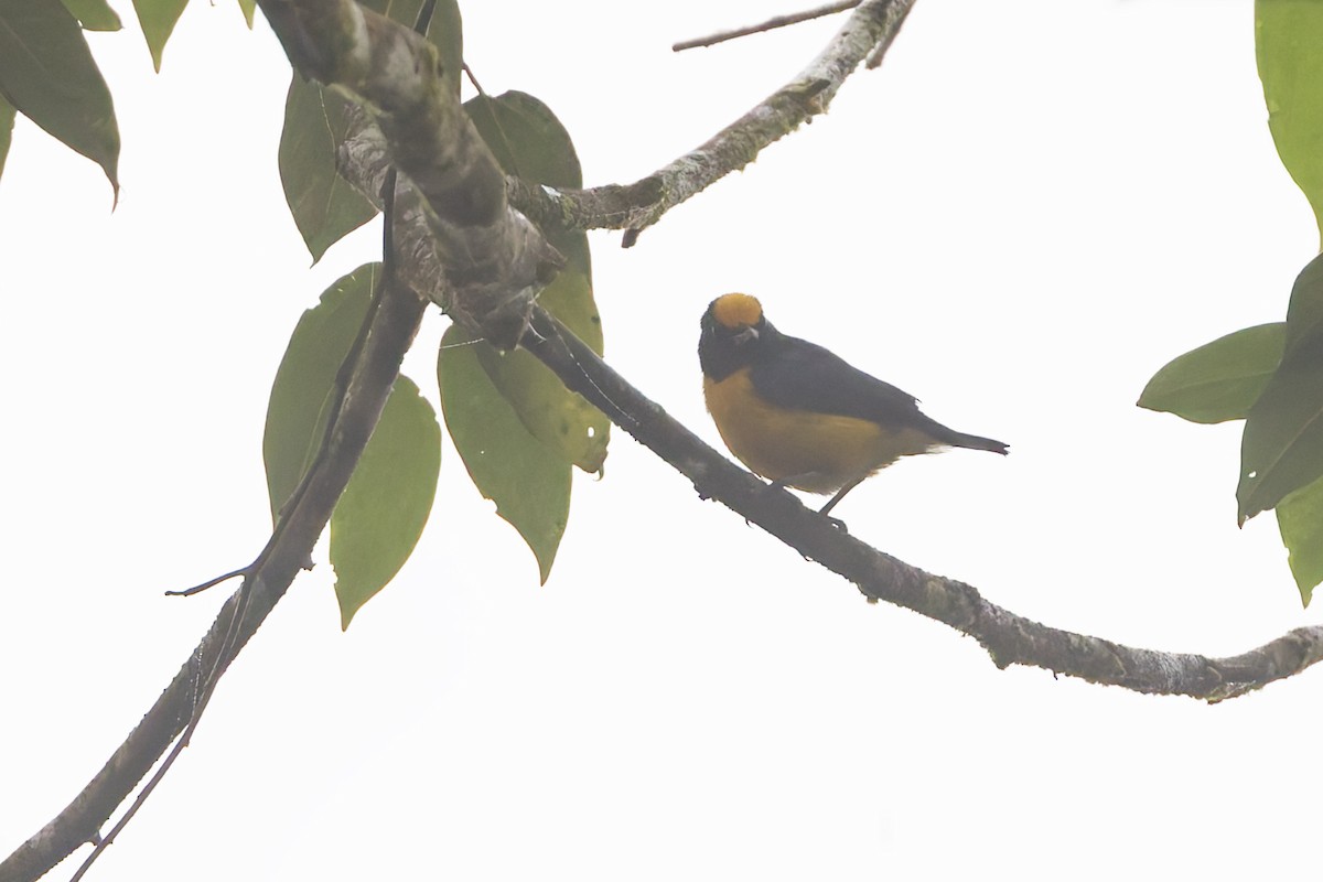 Orange-bellied Euphonia - ML626894264