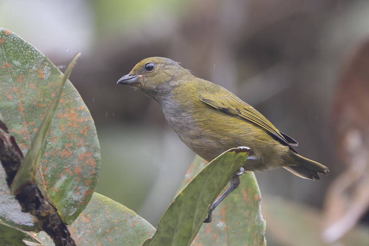 Orange-bellied Euphonia - ML626894265