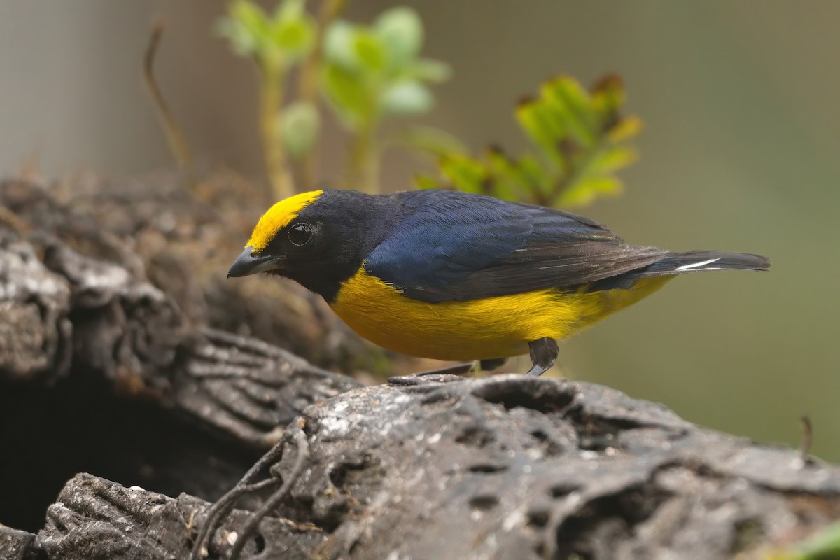 Orange-bellied Euphonia - ML626894388