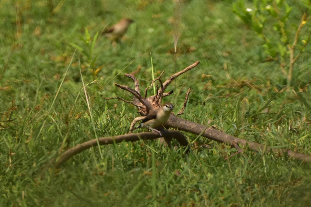 Indian Silverbill - ML626894434