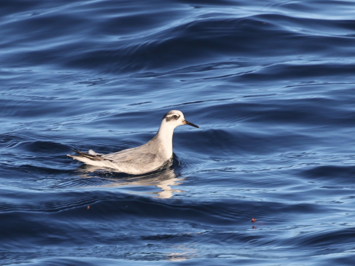 Red Phalarope - ML626894465
