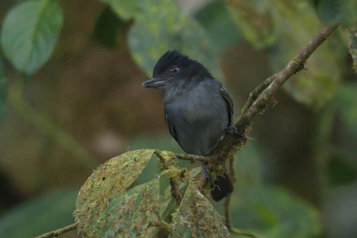 Угольный бекард - ML626894651