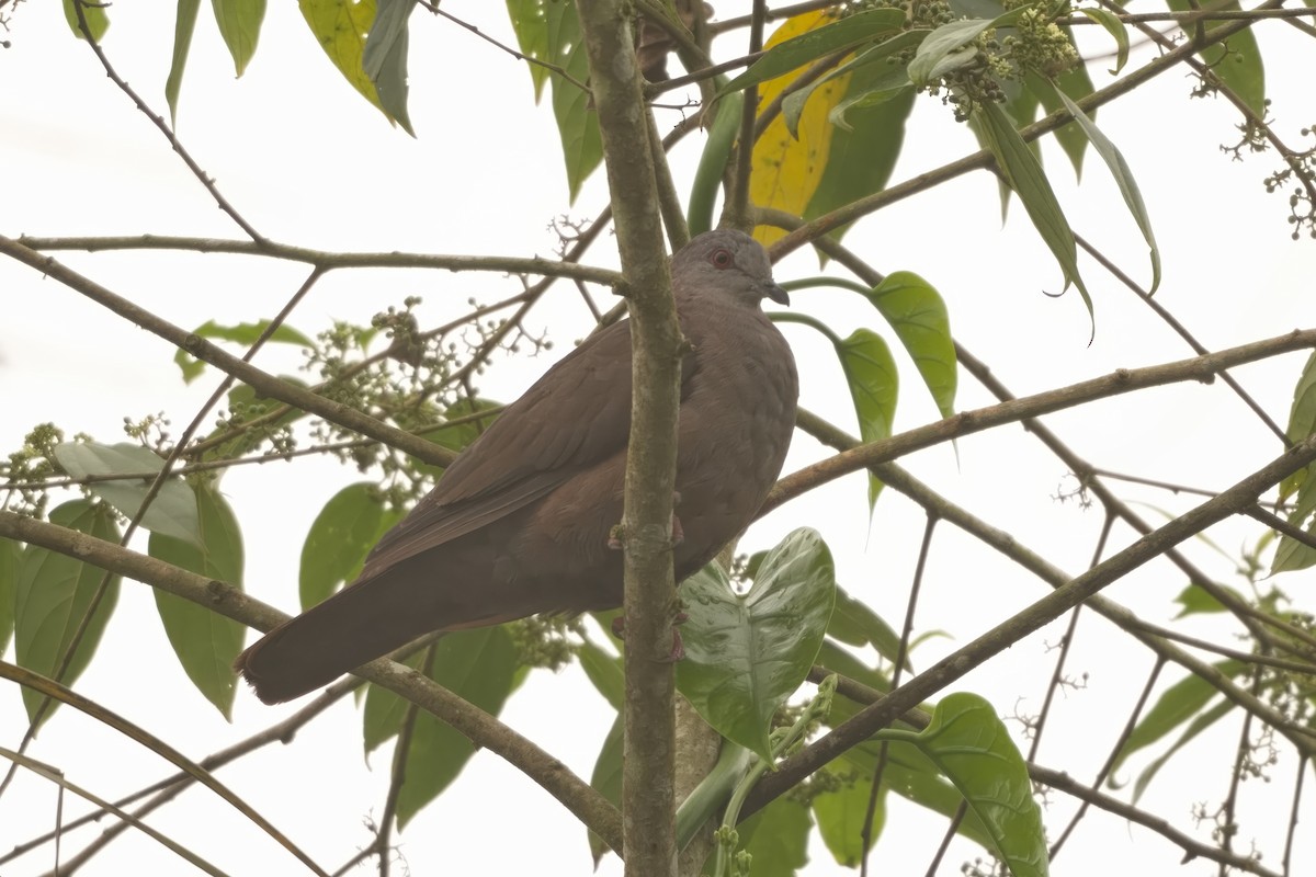 Dusky Pigeon - ML626894806