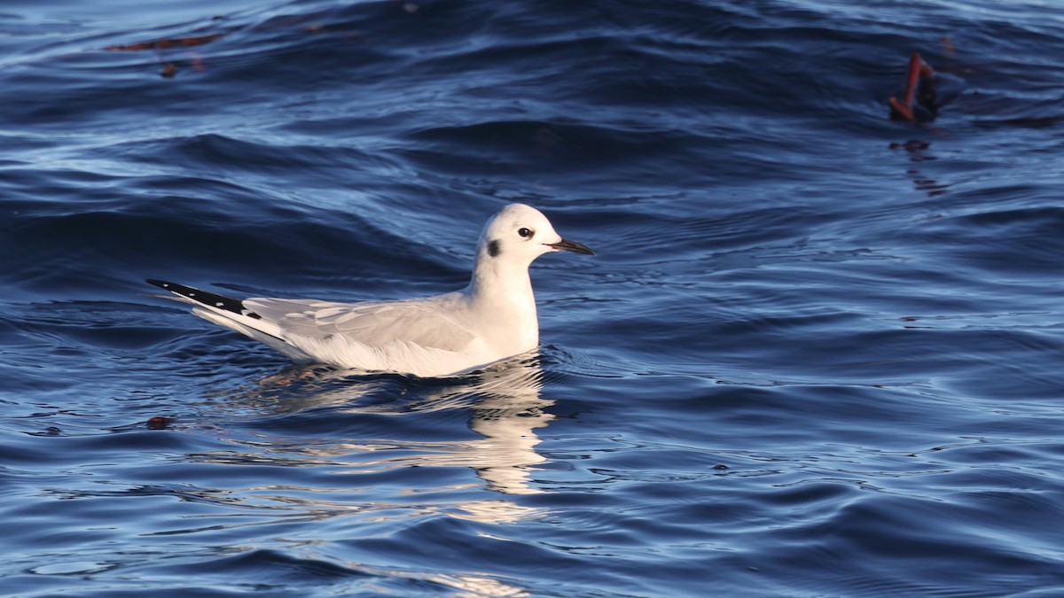 Mouette de Bonaparte - ML626894877
