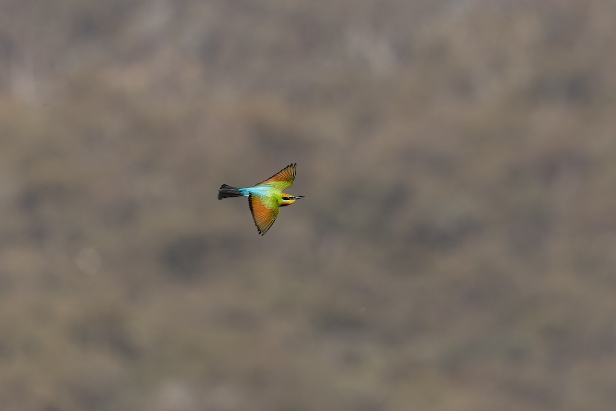 Rainbow Bee-eater - ML626894933