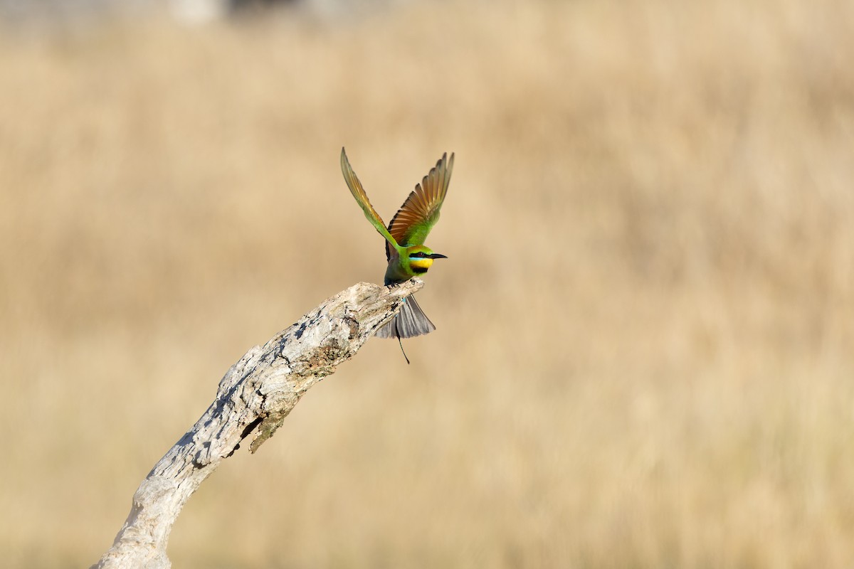 Rainbow Bee-eater - ML626894935