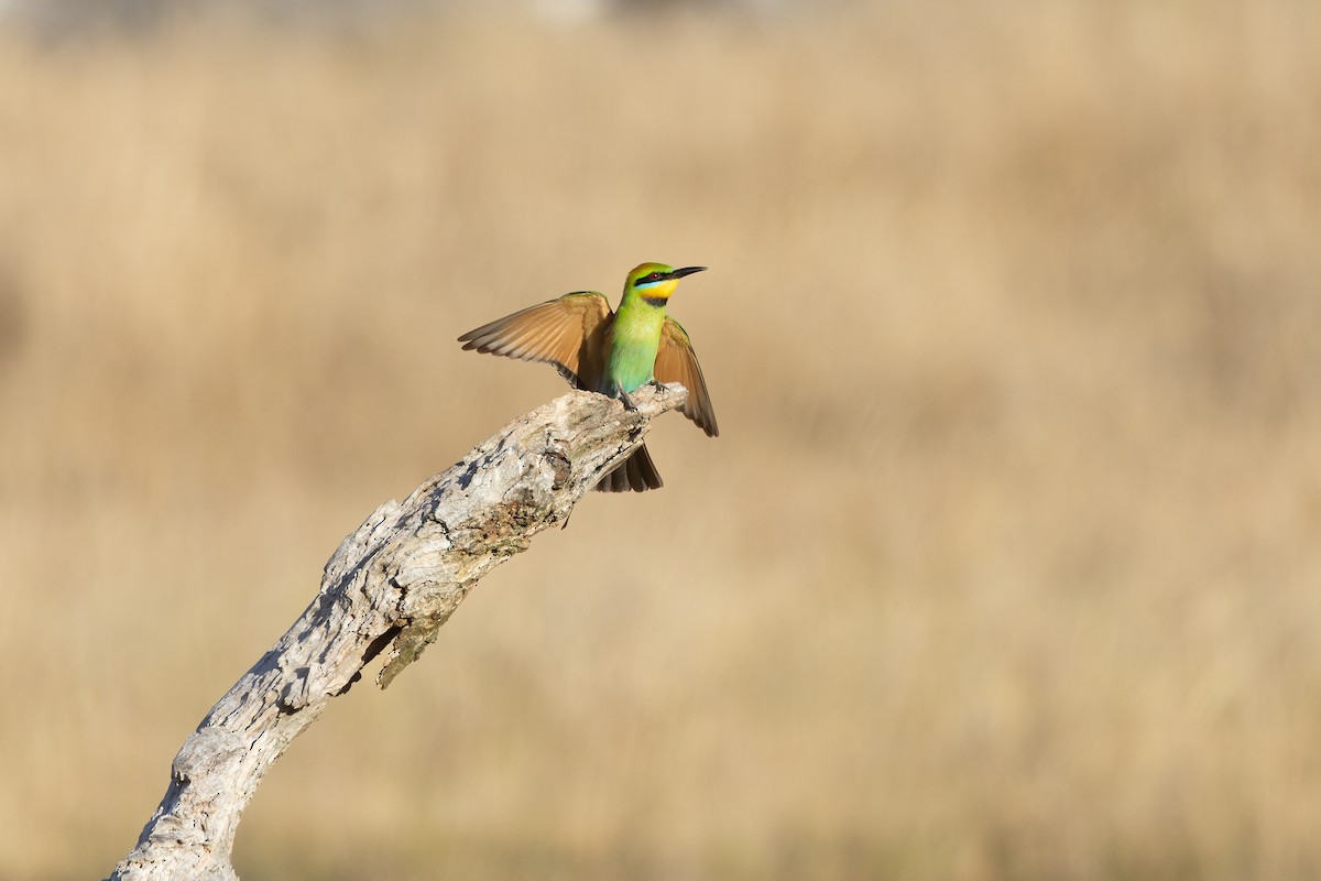 Rainbow Bee-eater - ML626894936
