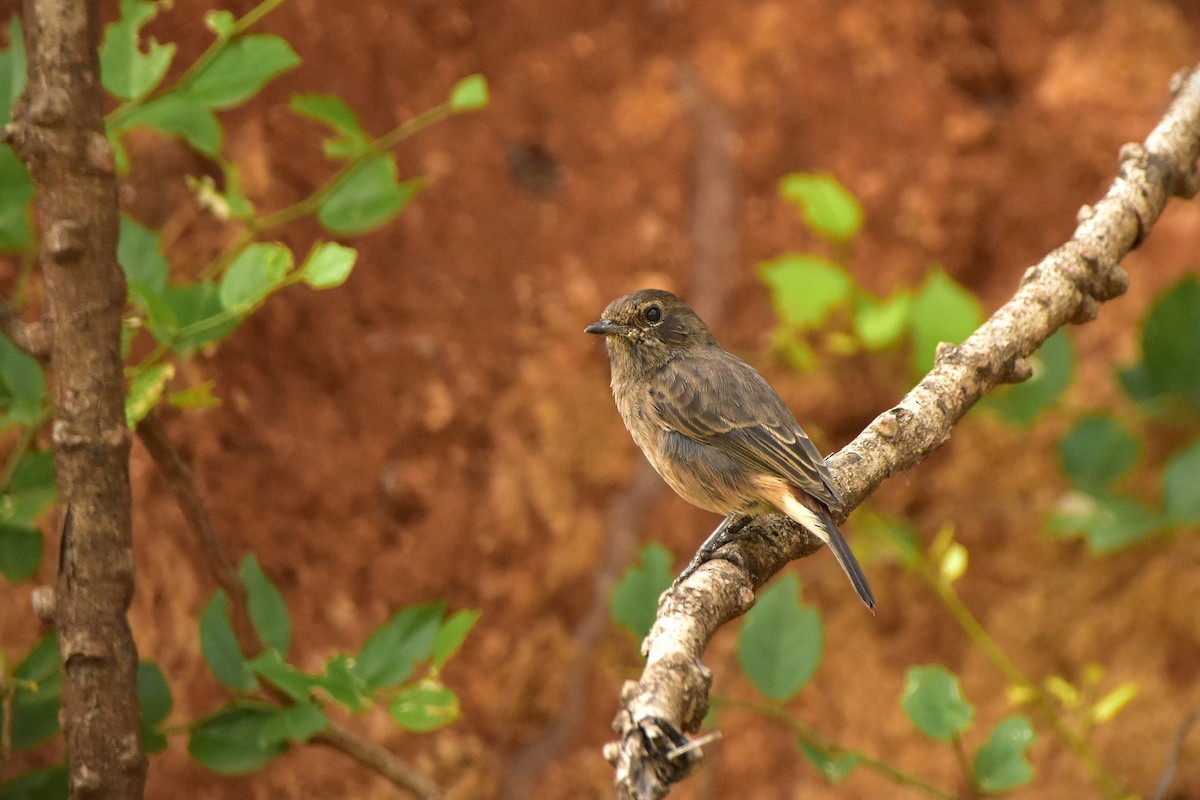 Pied Bushchat - ML626894969