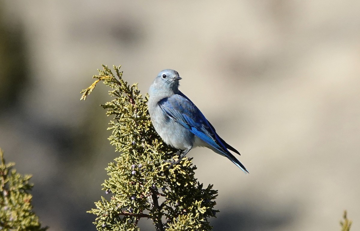 Mountain Bluebird - ML626894970