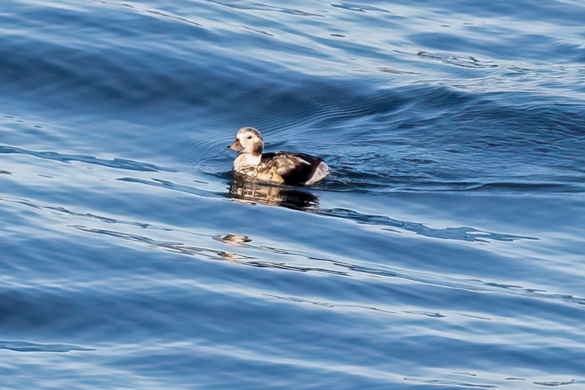 Long-tailed Duck - ML626895141