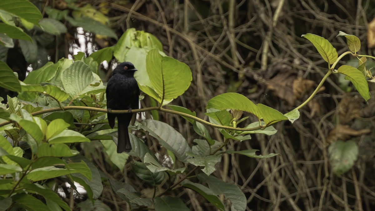 Sharpe's Drongo (Eastern) - ML626895360