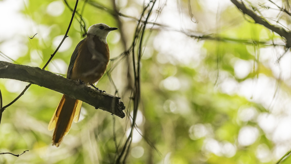 White-headed Robin-Chat - ML626895365