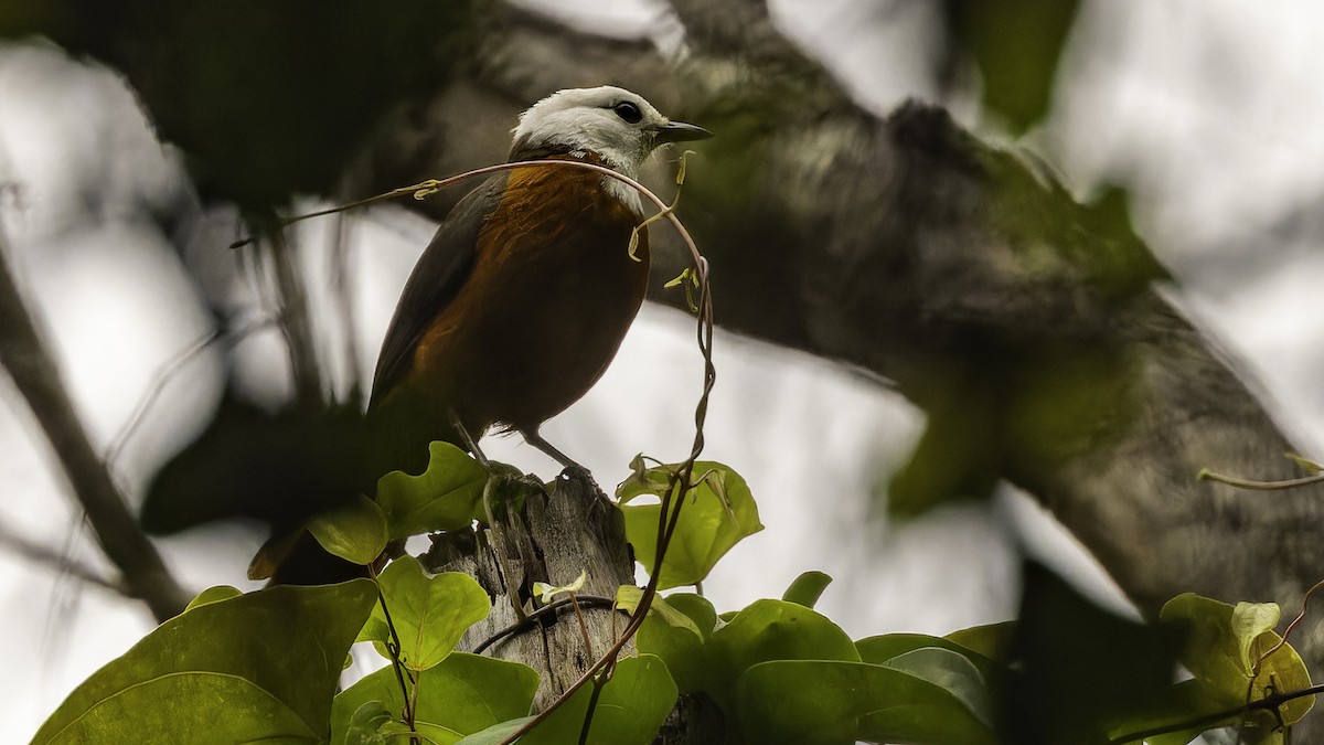 White-headed Robin-Chat - ML626895379
